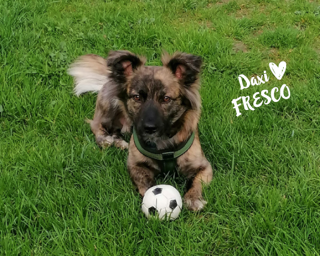 FRESCO_Bilder_Gelerie_Tierschutzhunde_2024090469_(1)