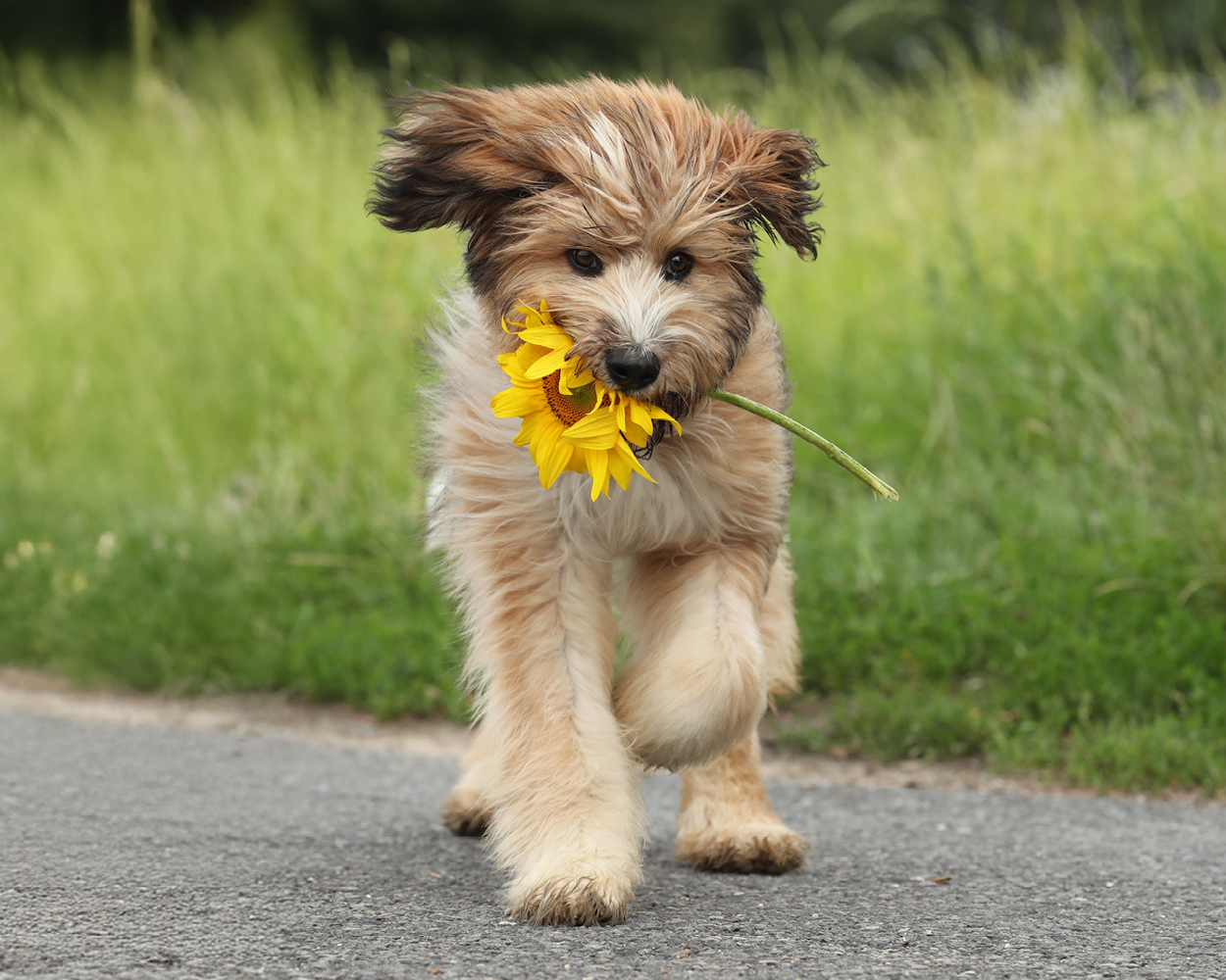 FRESCO Welpe mit Blume im Mund
