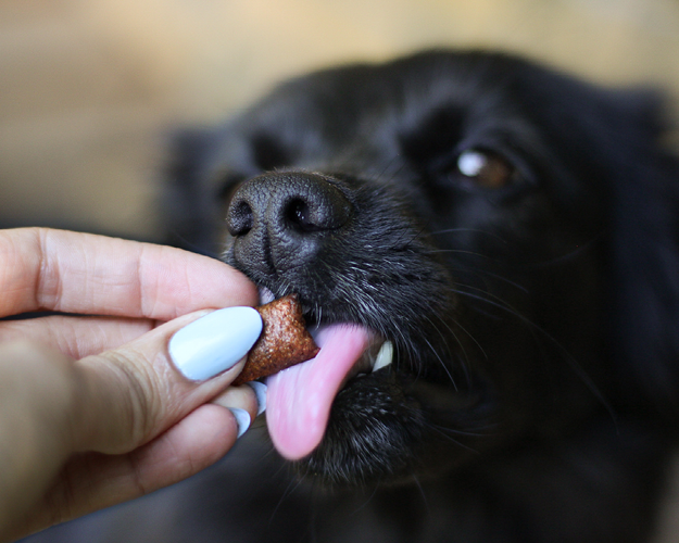 Naschen mit Hund: hyggelig, haarig und mit Aha-Effekt