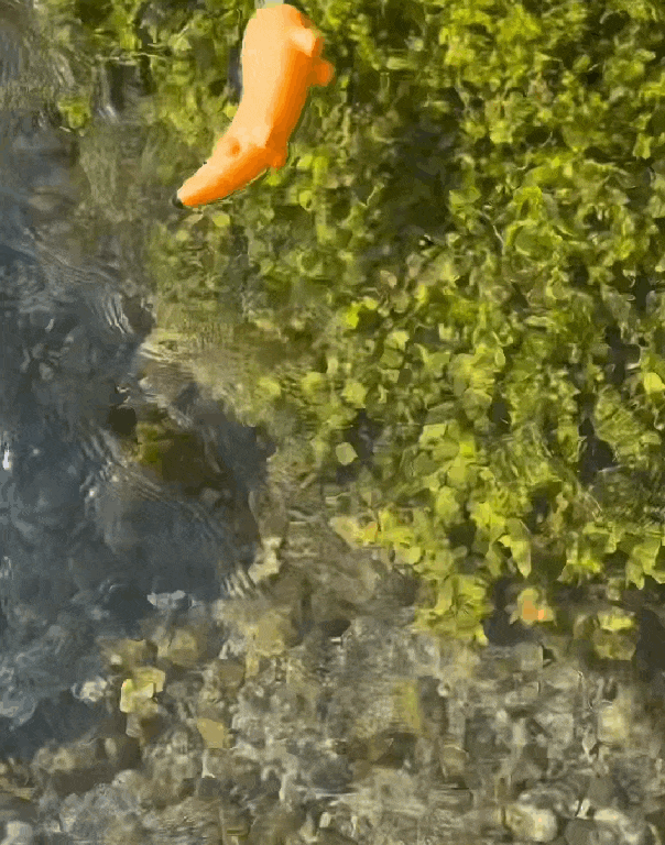 Karotto schwimmt im Bach