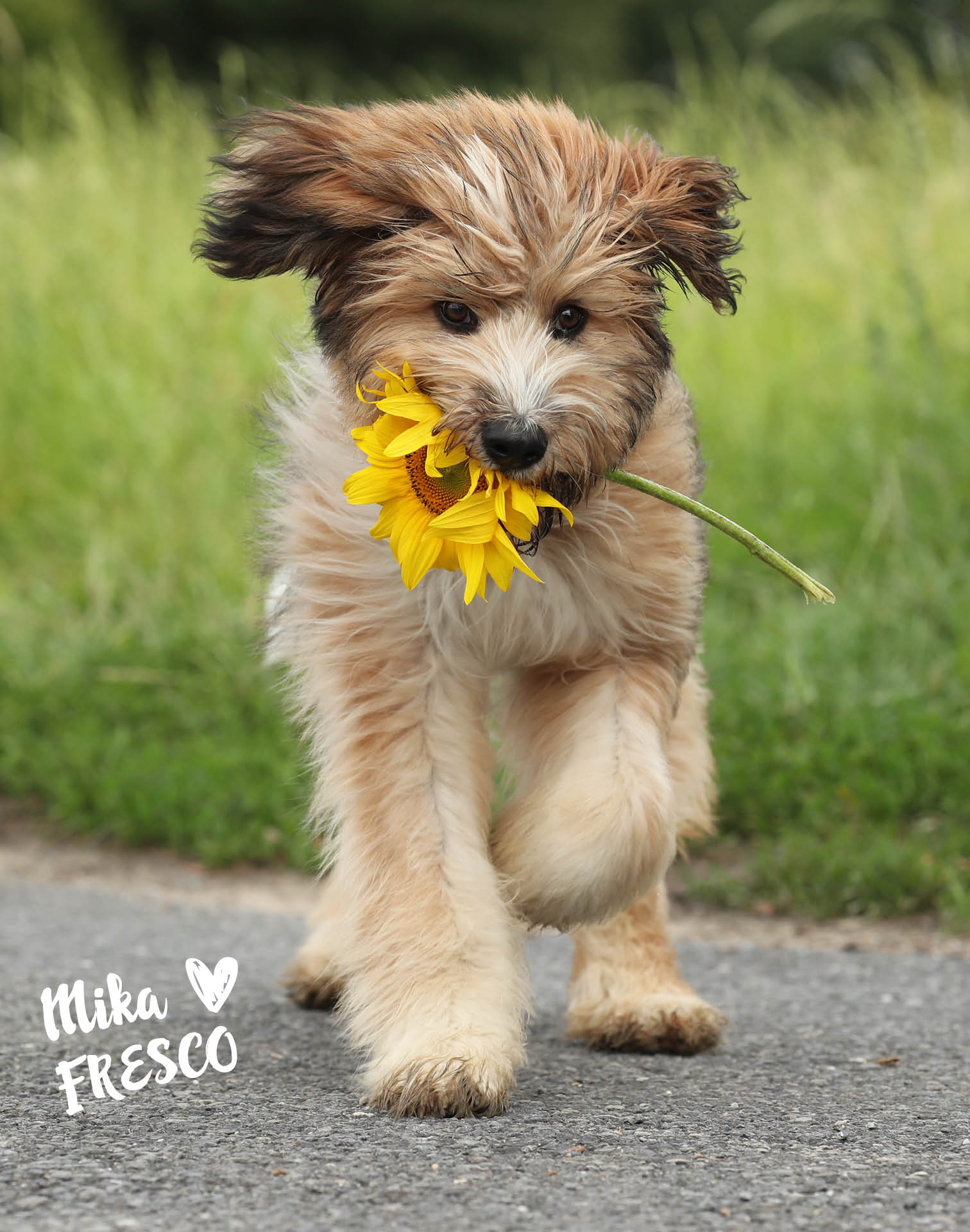 Hund mit Sonnenblume