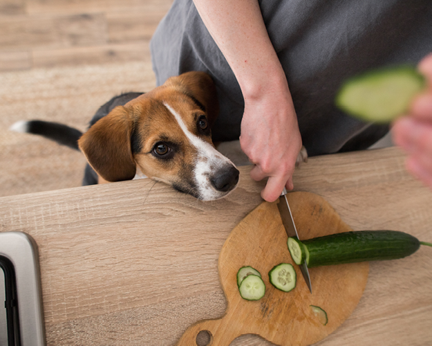 FRESCO Hund mit Gurke und Mensch