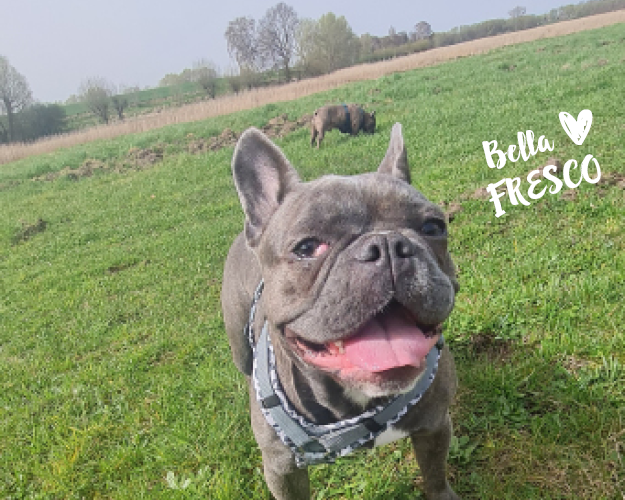 FRESCO_Bilder_Gelerie_Tierschutzhunde_2024090438_(1)