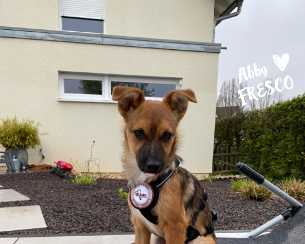 FRESCO_Bilder_Gelerie_Tierschutzhunde_2024090415_(3)