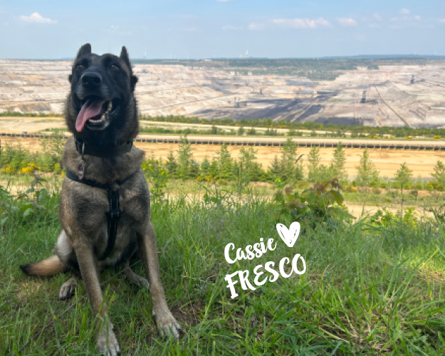 FRESCO_Bilder_Gelerie_Tierschutzhunde_2024090452_(1)