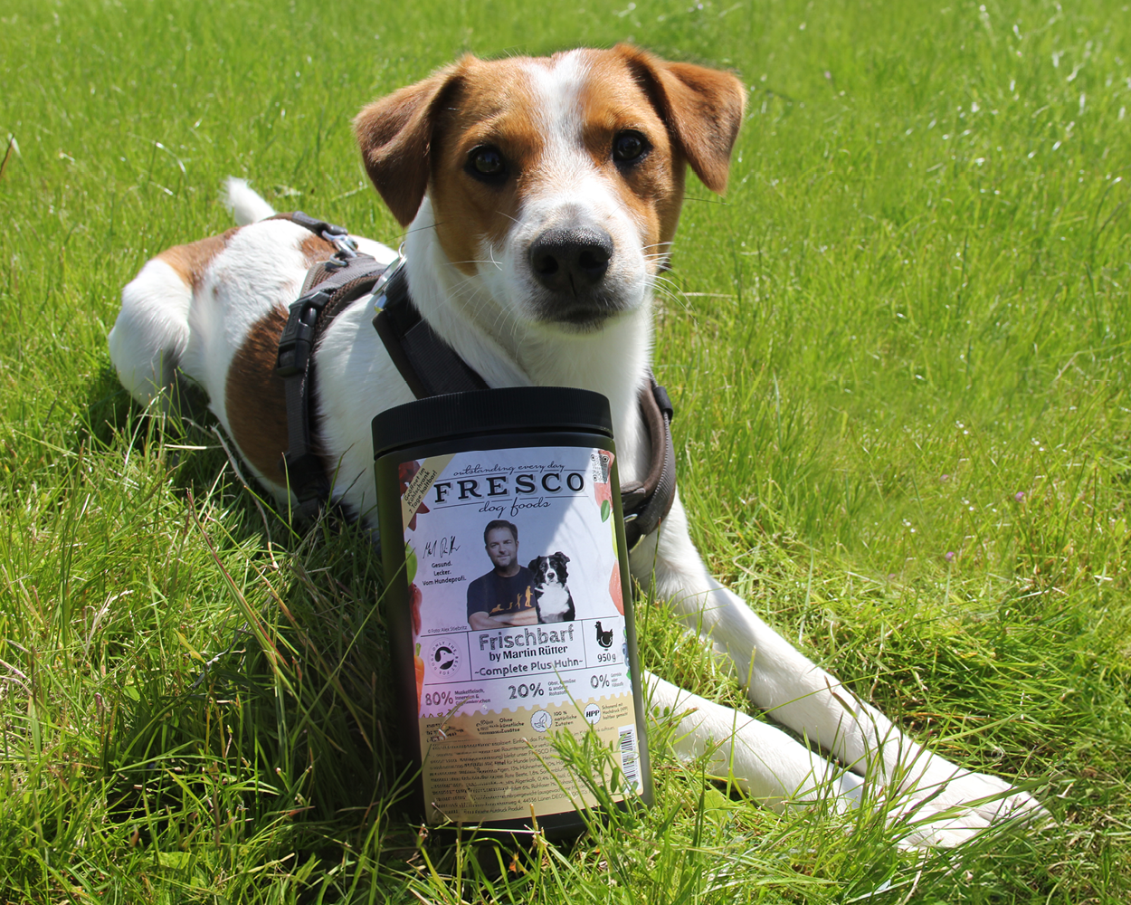 FRESCO Hund mit  Dose auf Wiese