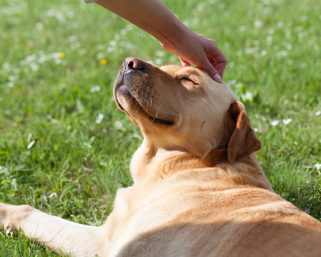 FRESCO_Ratgeber_Beitrge_20240715_weicher stuhlgang hund_(3)