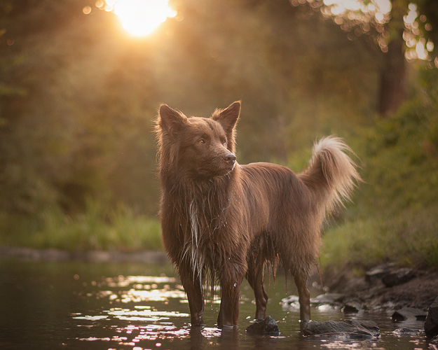 Sonnenschutz für Hunde