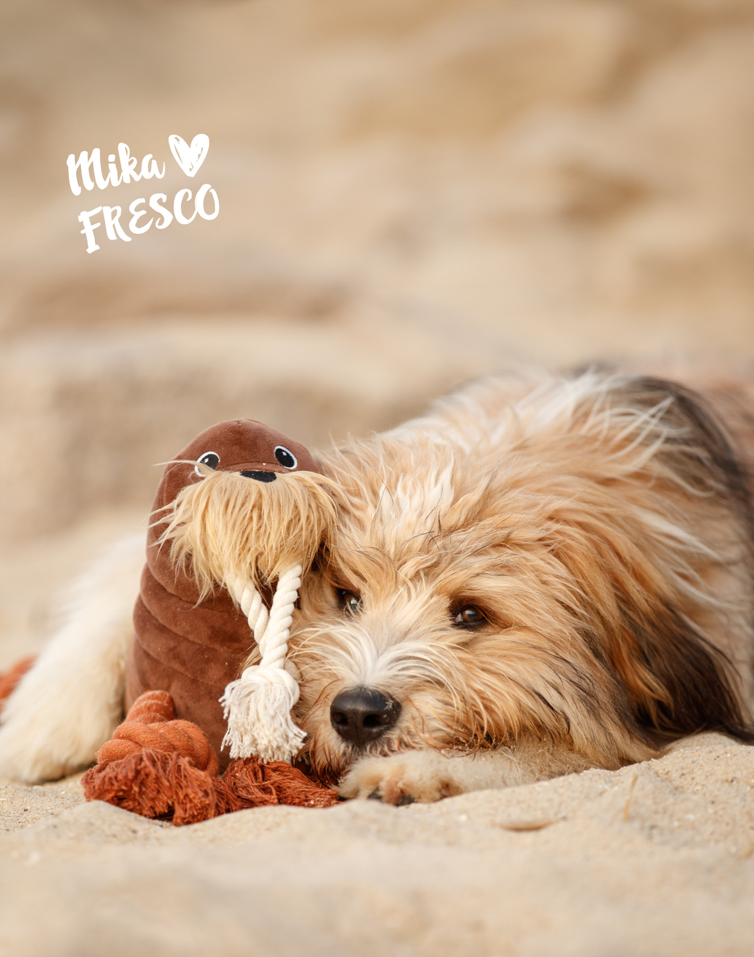 Hund mit Knotentier Walross