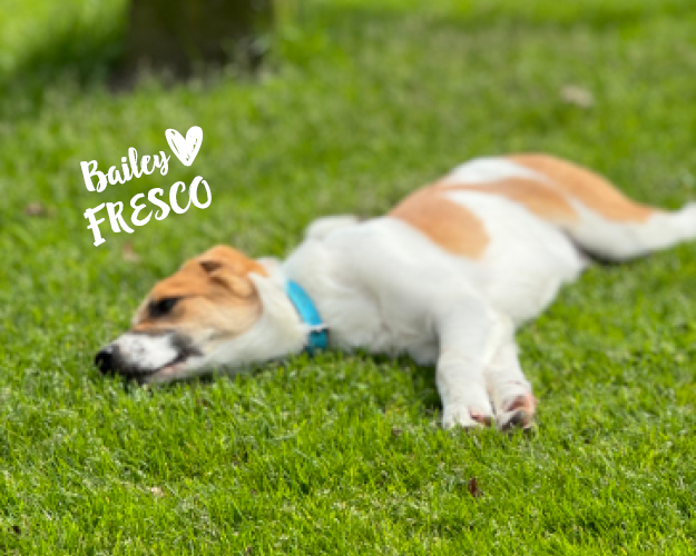 FRESCO_Bilder_Gelerie_Tierschutzhunde_2024090431_(1)