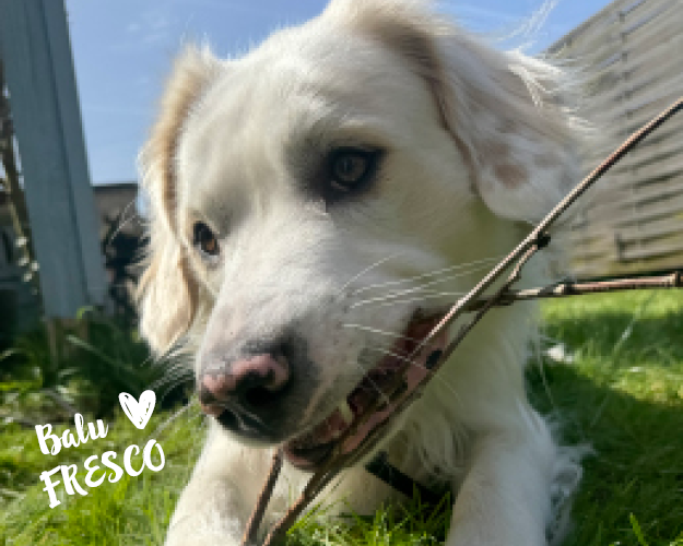 FRESCO_Bilder_Gelerie_Tierschutzhunde_2024090432_(1)