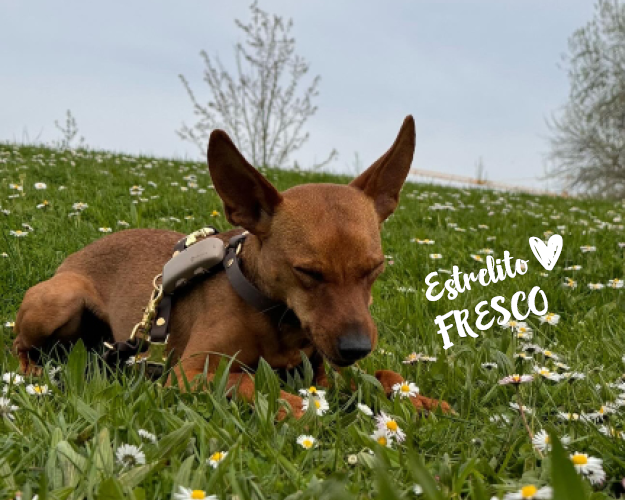 FRESCO_Bilder_Gelerie_Tierschutzhunde_2024090485_(1)