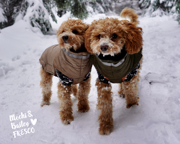 Mochi & Bailey lieben FRESCO