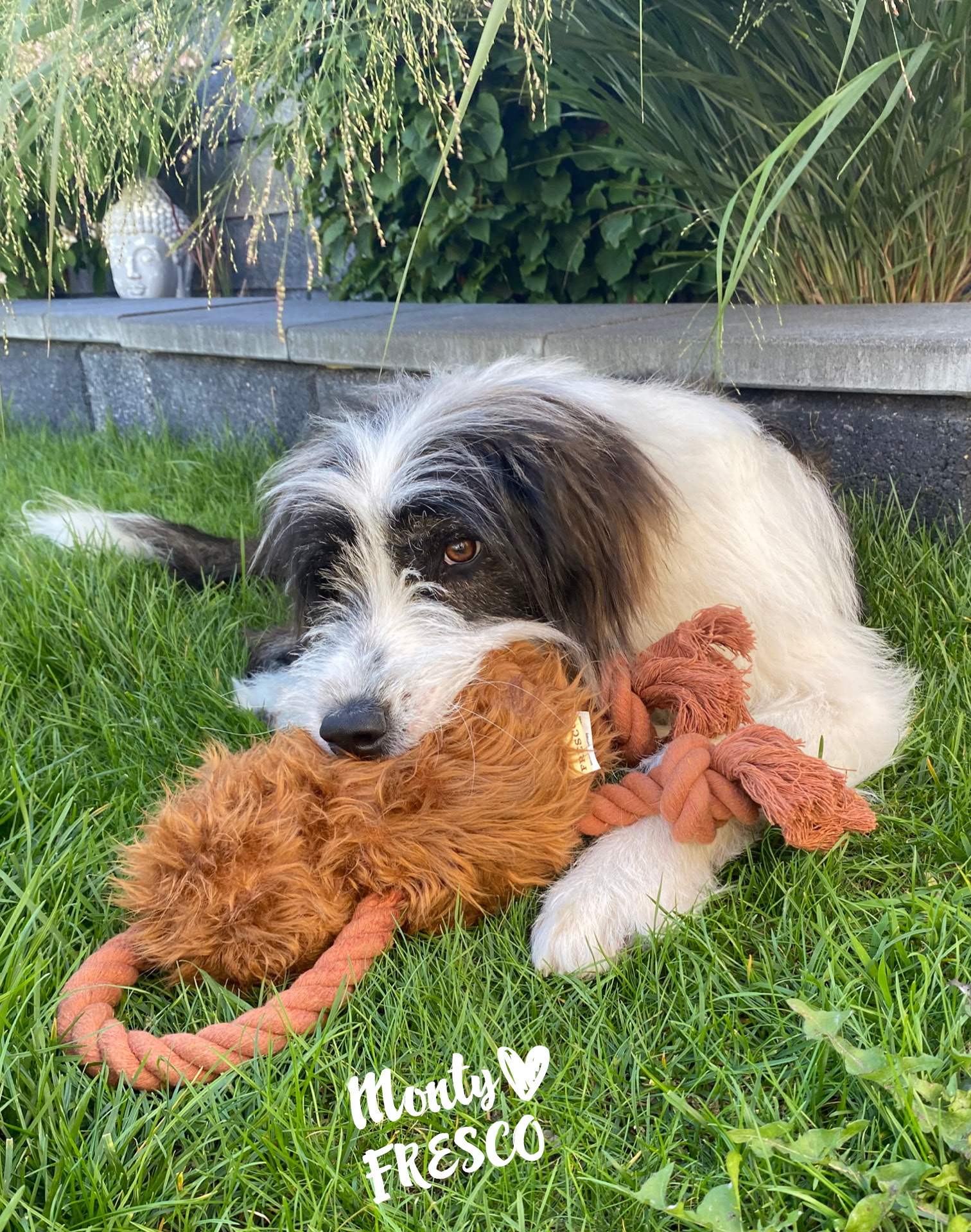 Hund mit Knotentier Faultier