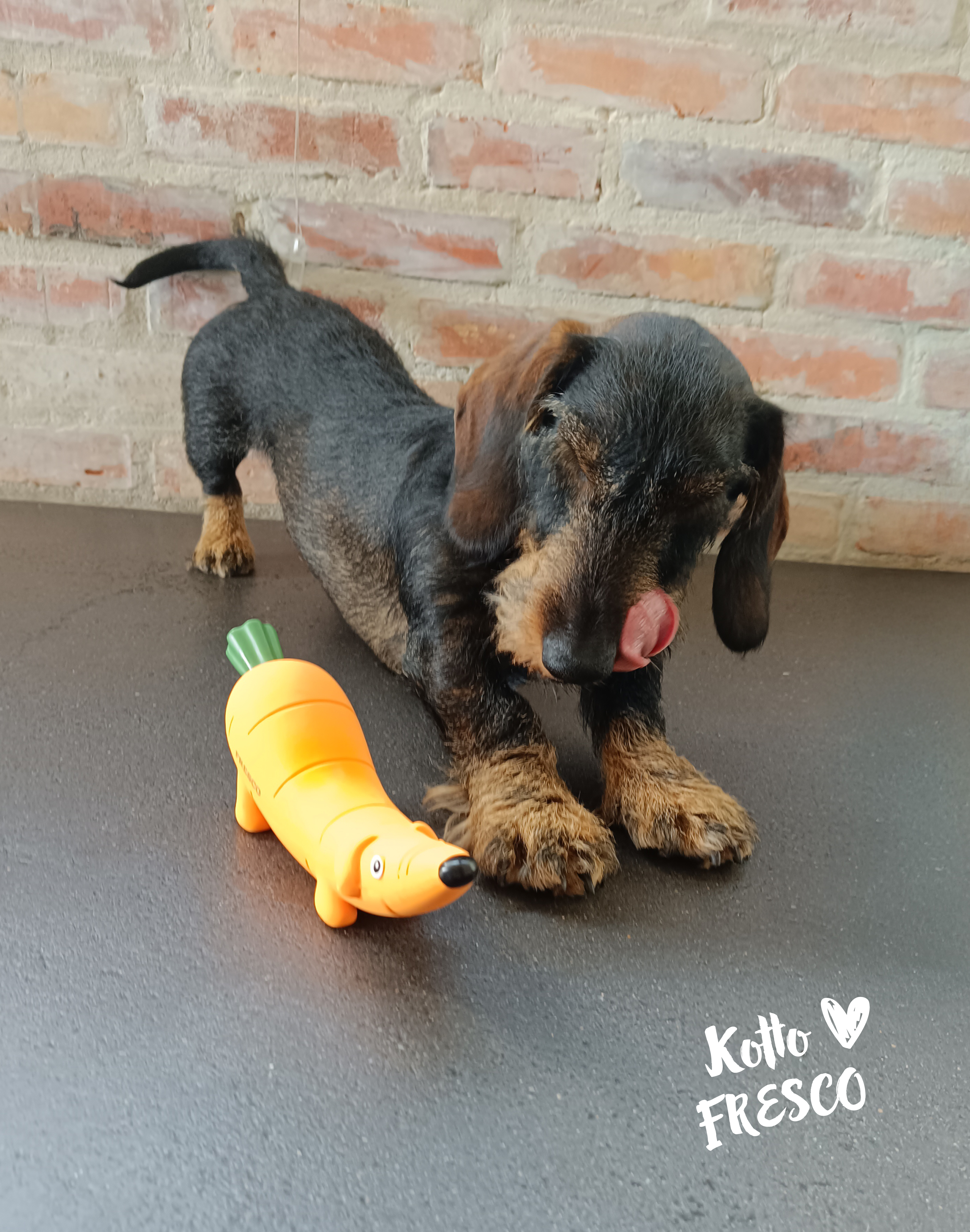 Hund mit FRESCO Dackelmöhre Karotto