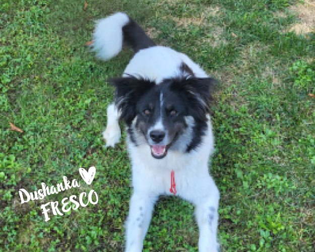 FRESCO_Bilder_Gelerie_Tierschutzhunde_2024090476_(1)