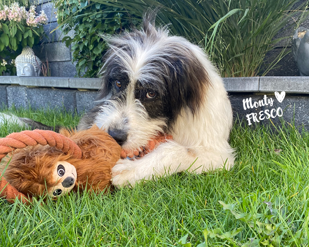Monty liebt FRESCO