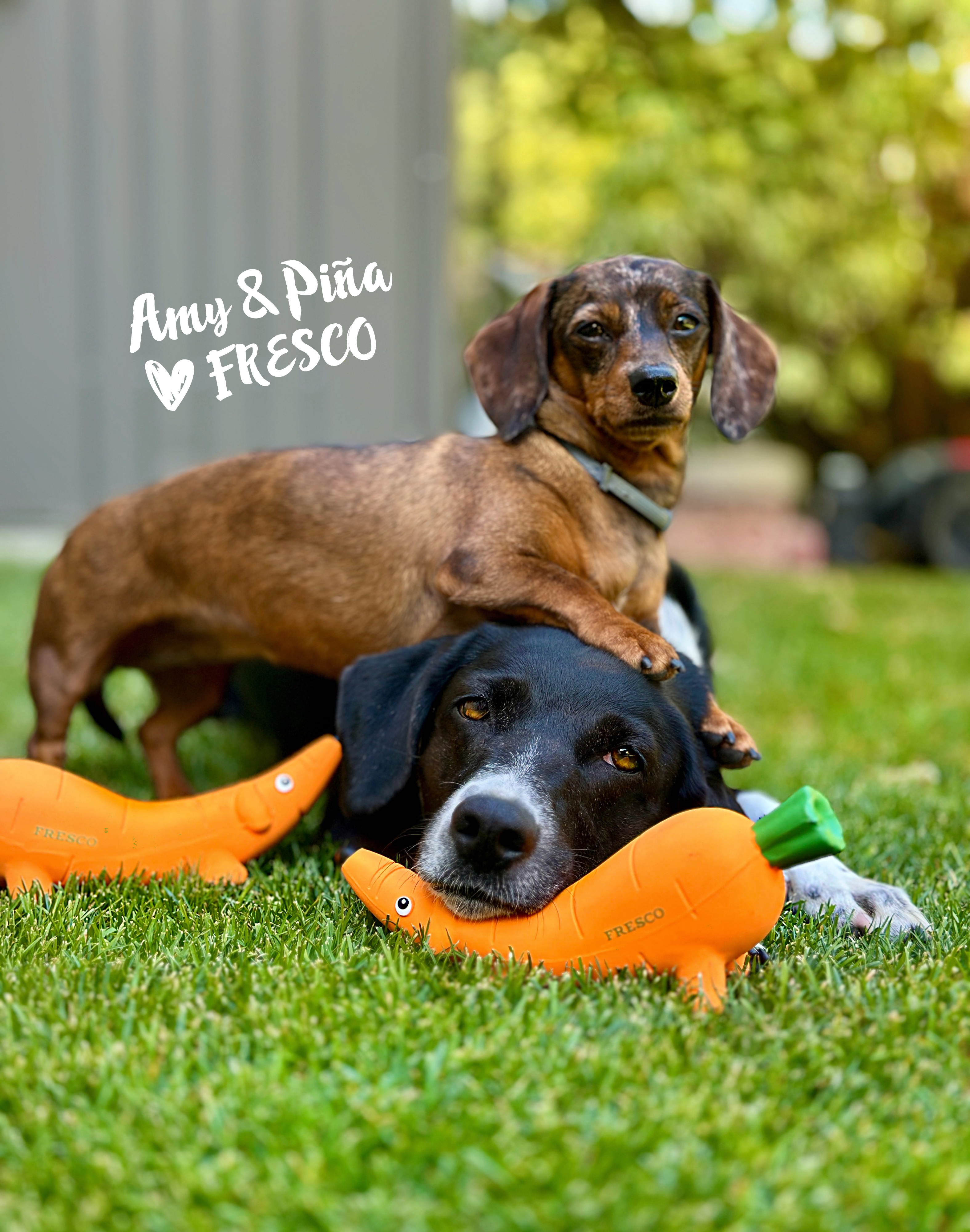 Hunde mit FRESCO Dackelmöhre Karotto