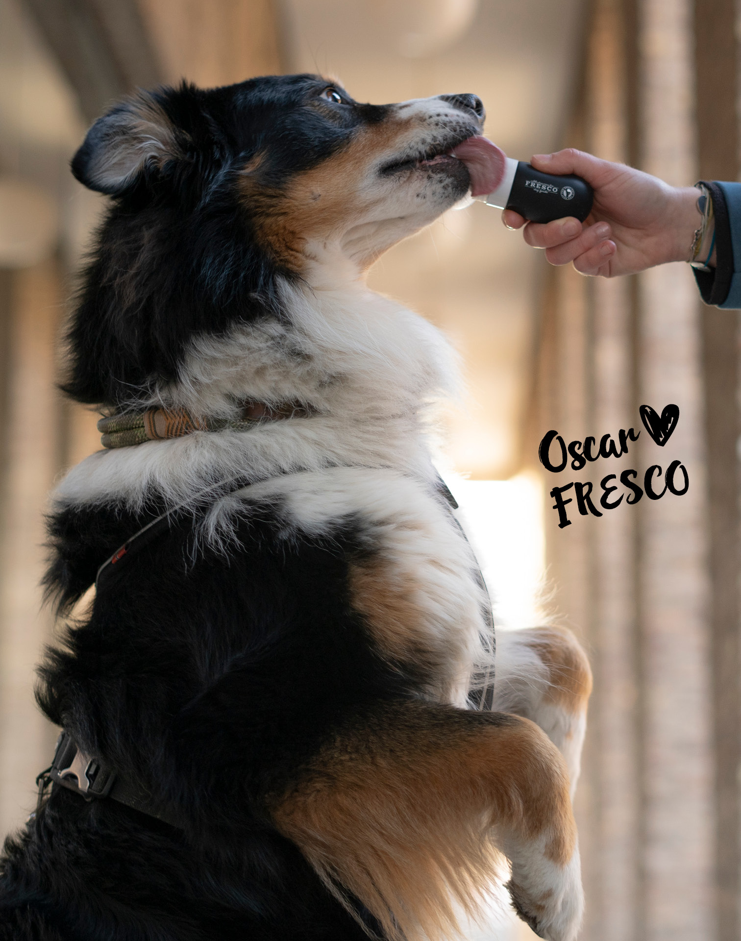 Hund schleckt an der Fresco Futtertube