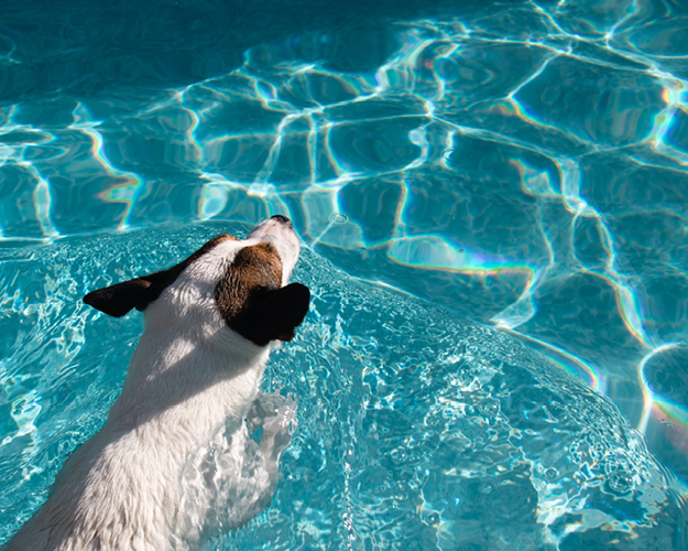 Badeausflug mit Hund