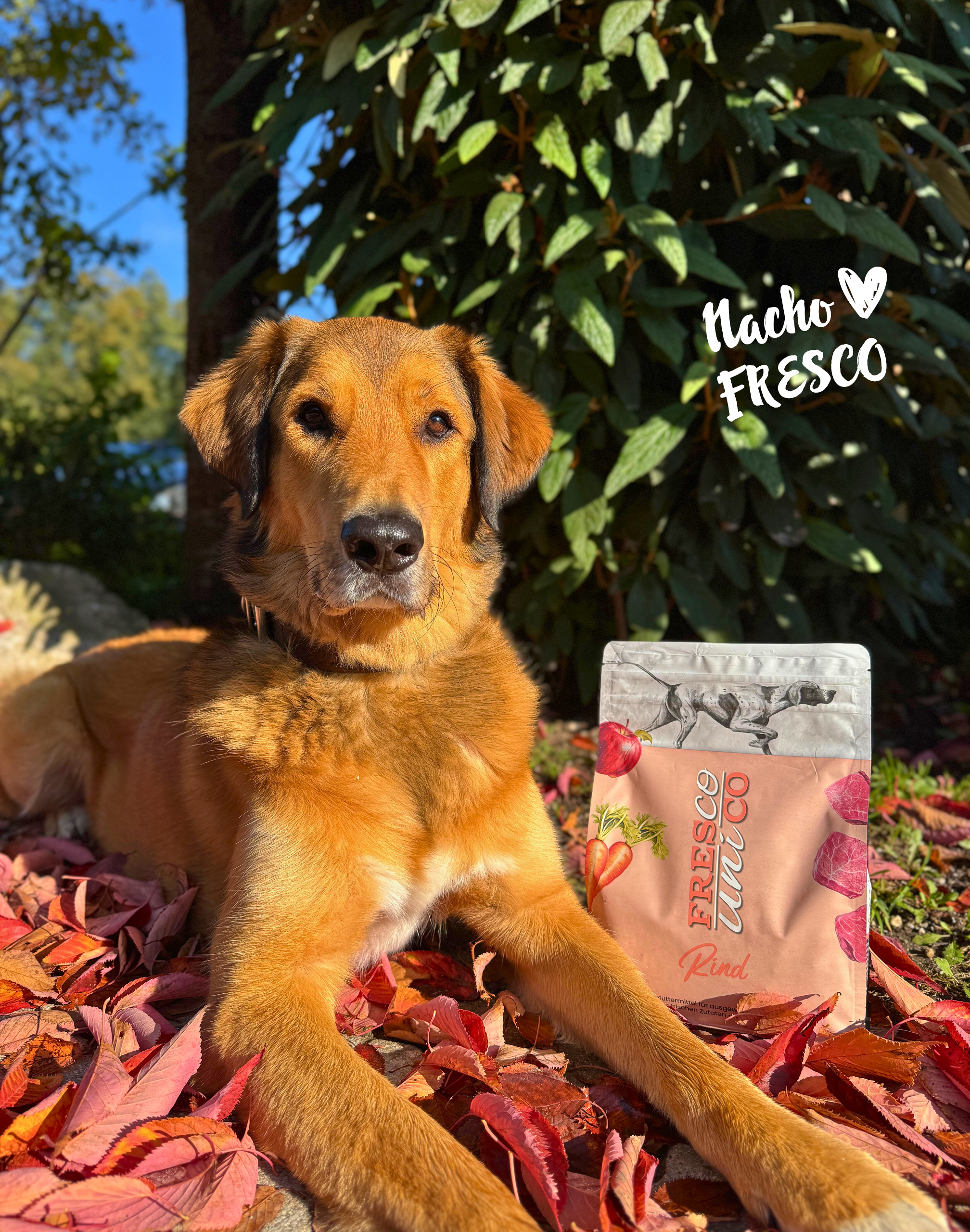 Hund mit FRESCO unico Trockenfutter