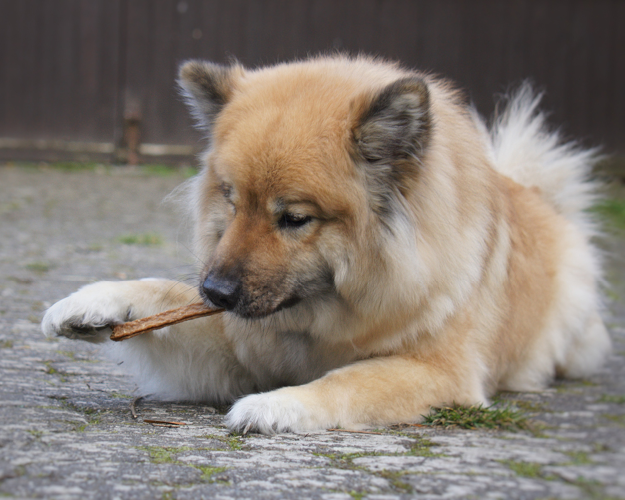 FRESCO_Ratgeber_Beitrge_20240715_zahnhygiene hund_(1)