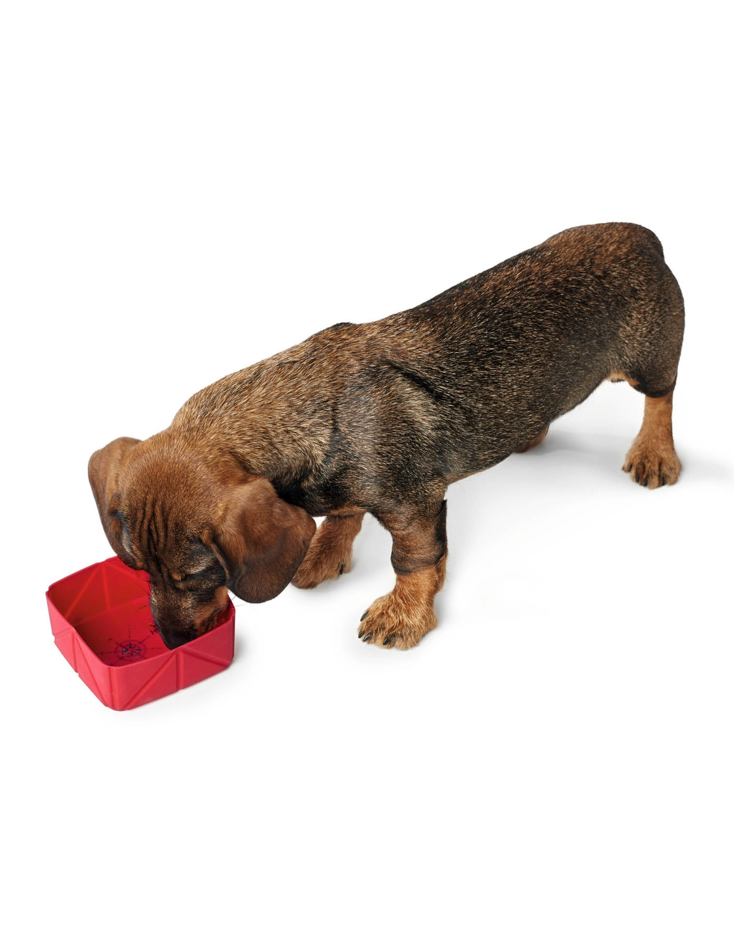 Hund mit Hunter Silikonnapf