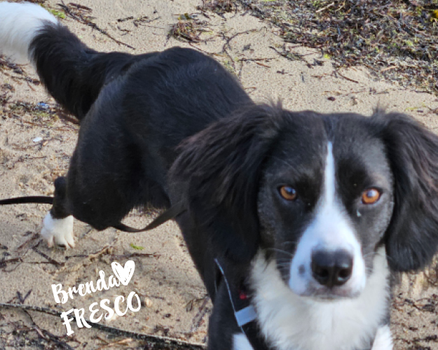 FRESCO_Bilder_Gelerie_Tierschutzhunde_2024090445_(1)
