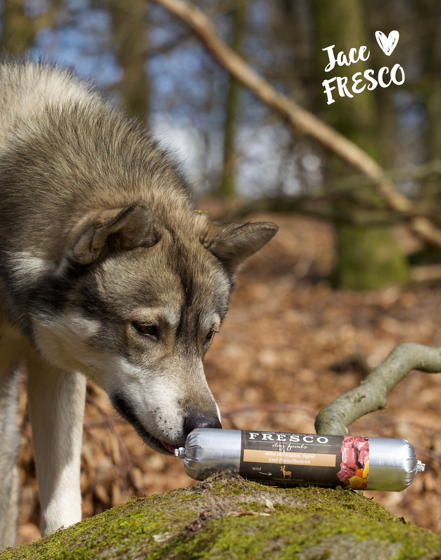 Wolfshund riecht an Fresco BarfWurst Wild