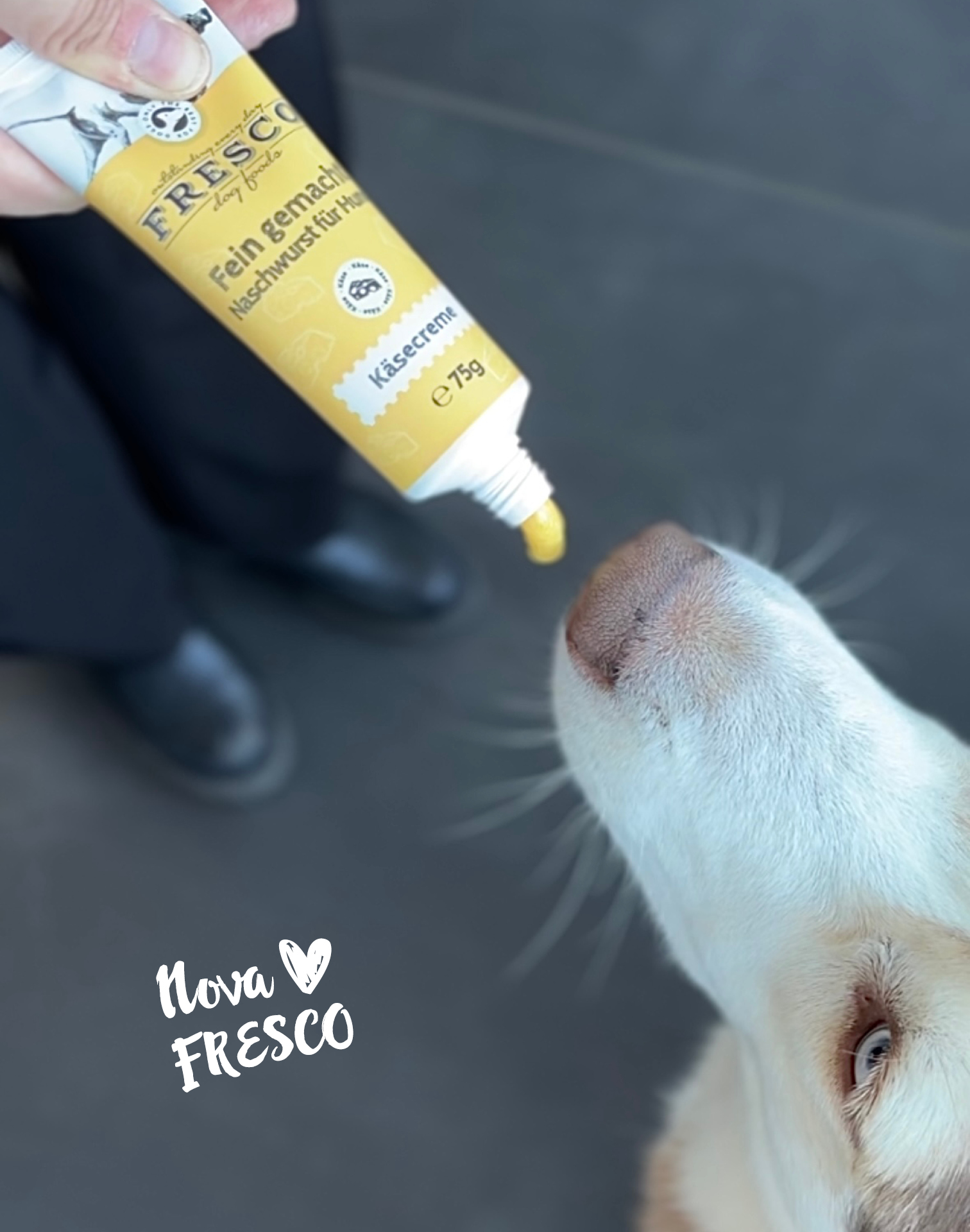 Hund mit FRESCO Fein gemacht Naschwurst