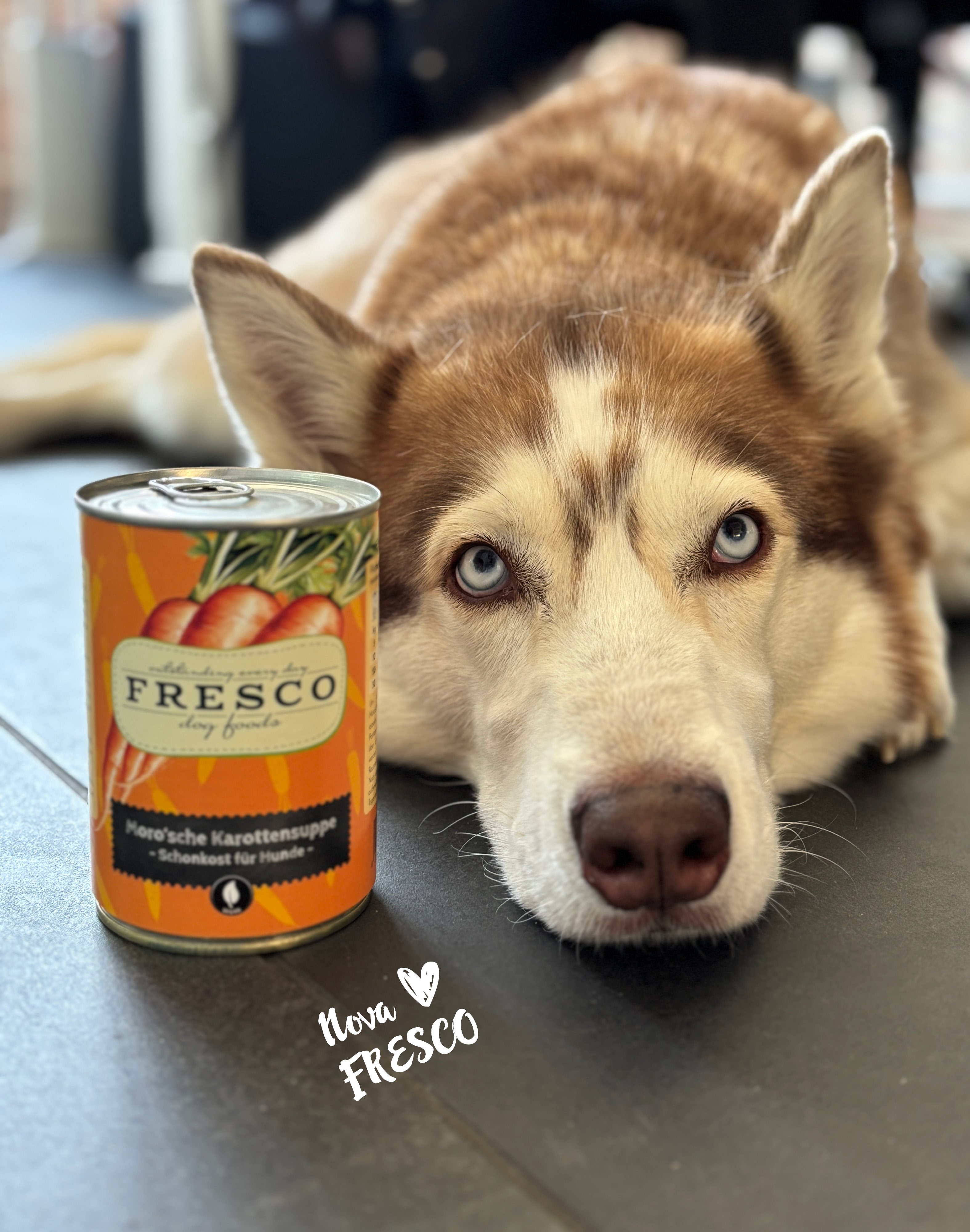 Hund mit FRESCO Moro'sche Karottensuppe