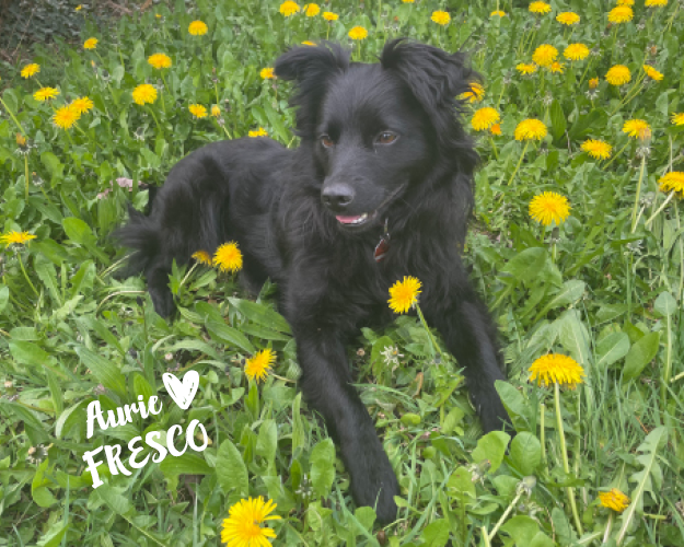 FRESCO_Bilder_Gelerie_Tierschutzhunde_2024090427_(1)