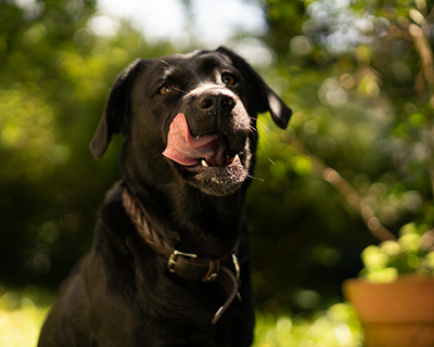 Hund gesund ernähren