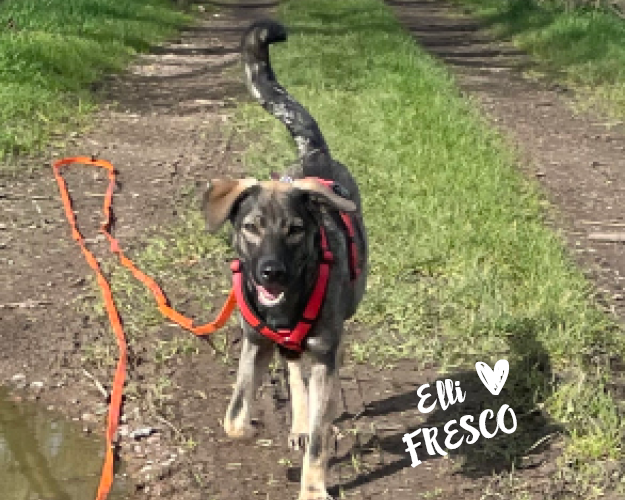 FRESCO_Bilder_Gelerie_Tierschutzhunde_2024090479_(1)