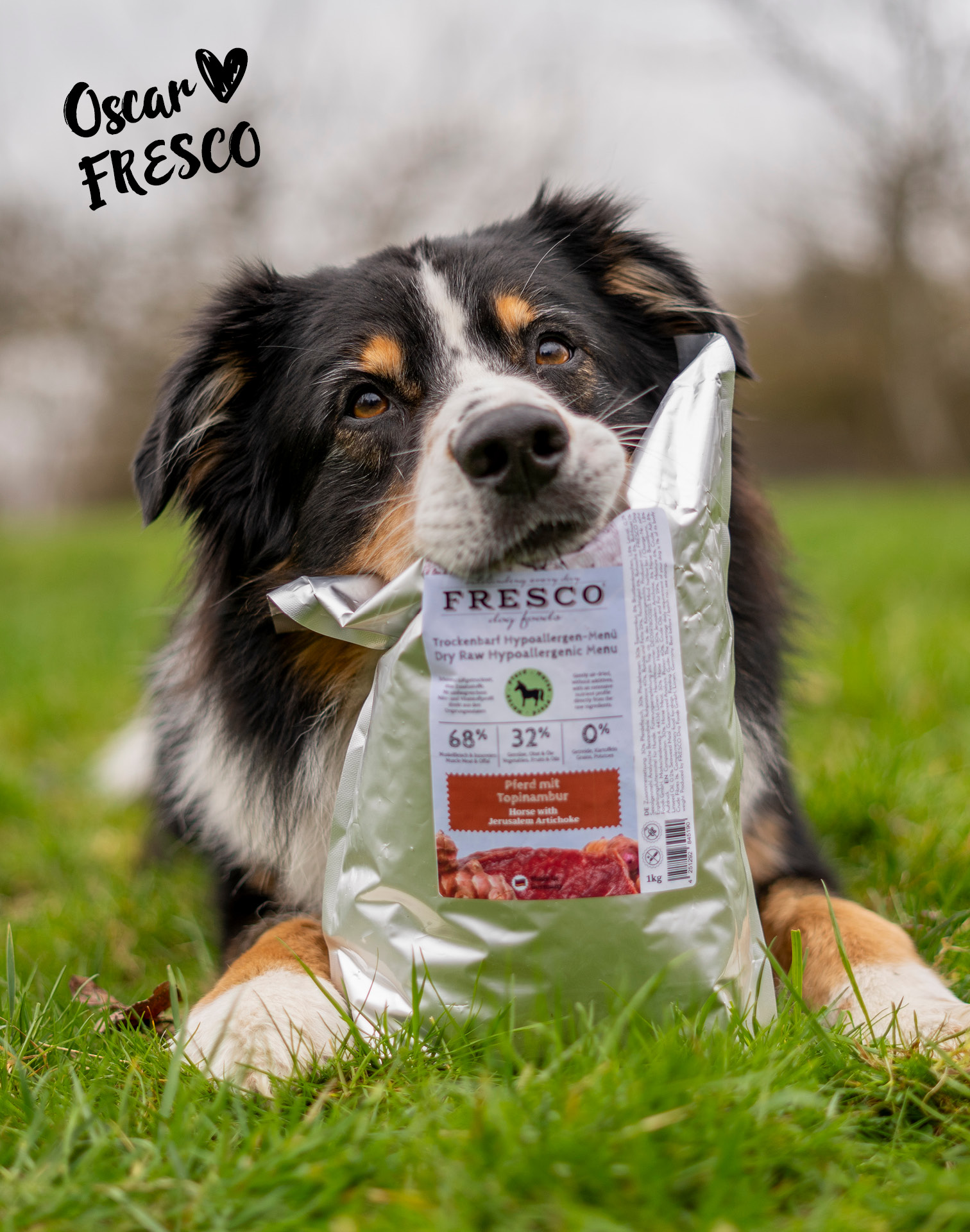 Australian Shepherd mit einer Packung TrockenBarf Hypoallergen Pferd im Maul auf einer grünen Wiese