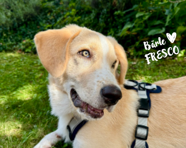 FRESCO_Bilder_Gelerie_Tierschutzhunde_2024090435_(1)