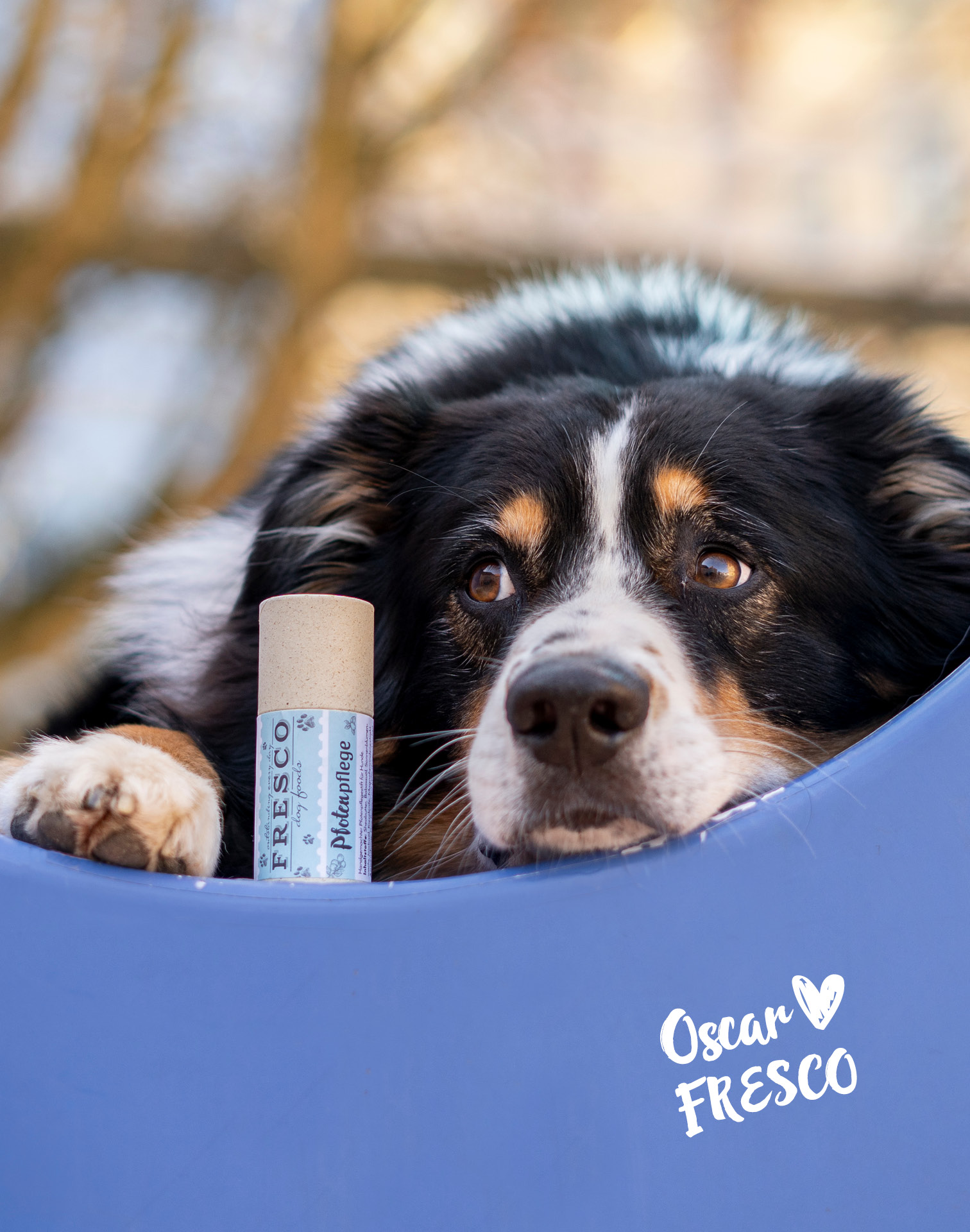Hund liegt neben dem Pfotenpflegestick