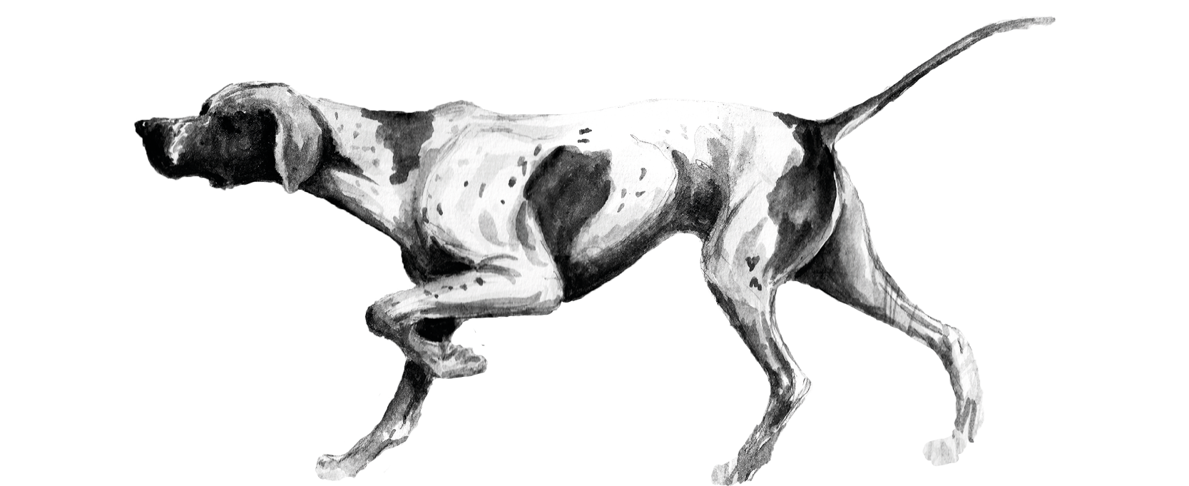 FRESCO Pointer Hund
