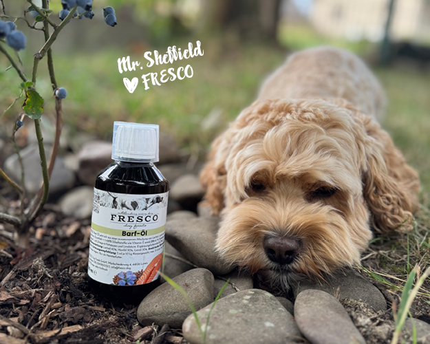 Mr. Sheffield liebt FRESCO