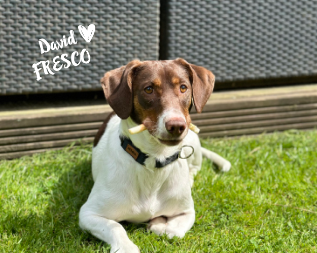 FRESCO_Bilder_Gelerie_Tierschutzhunde_2024090468_(1)