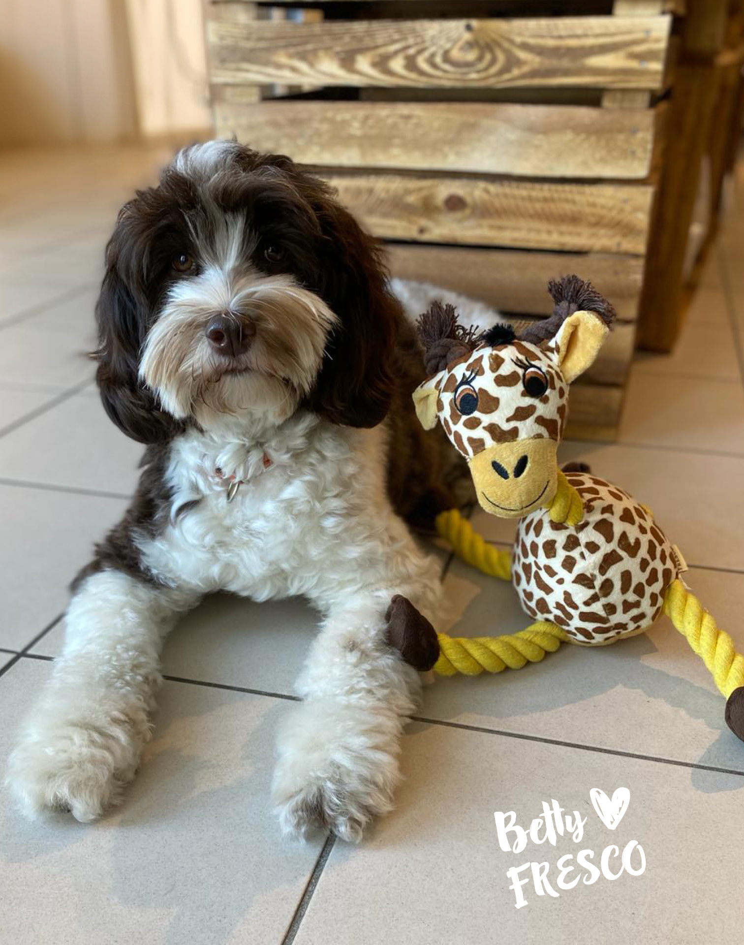 Hund mit Knotentier Giraffe