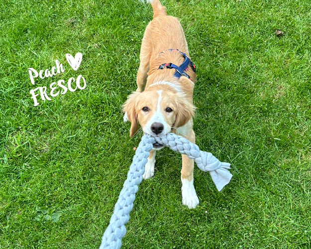 FRESCO_Bilder_Gelerie_Tierschutzhunde_2024090410_(2)