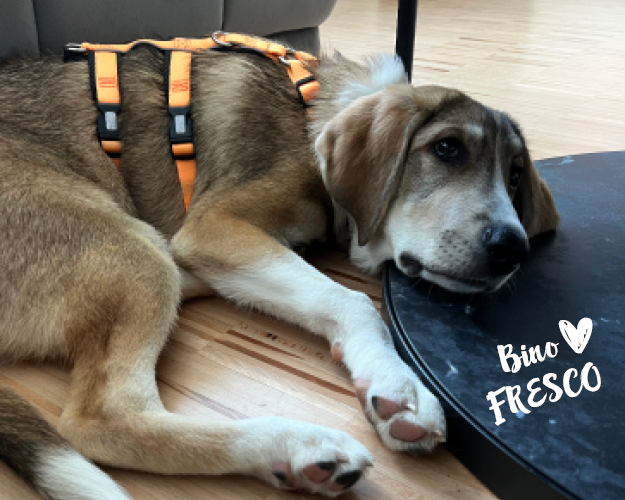 FRESCO_Bilder_Gelerie_Tierschutzhunde_2024090442_(1)