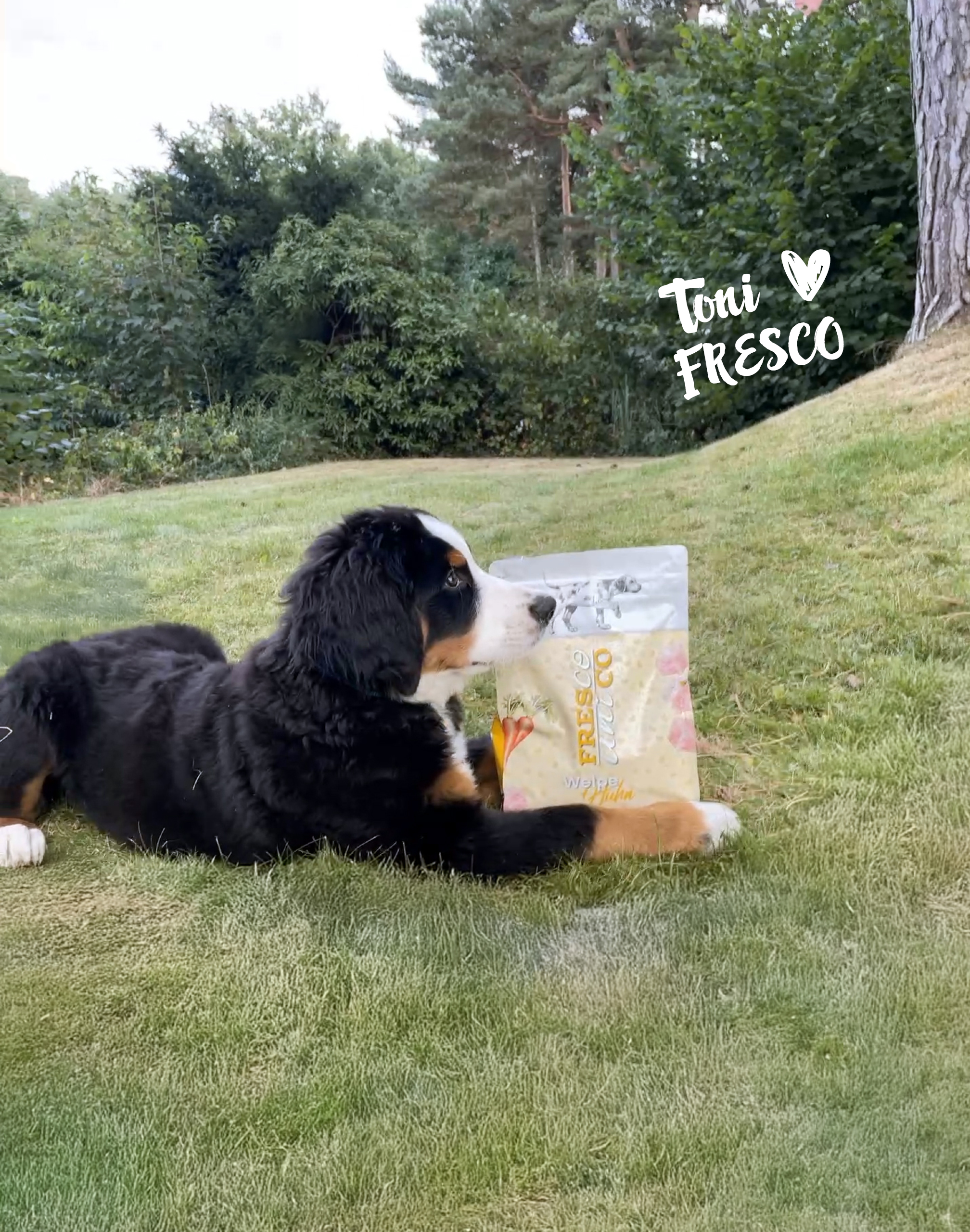 Hund mit FRESCO unico Trockenfutter