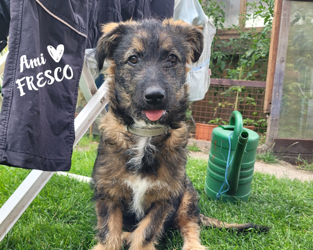FRESCO_Bilder_Gelerie_Tierschutzhunde_202409043_(3)
