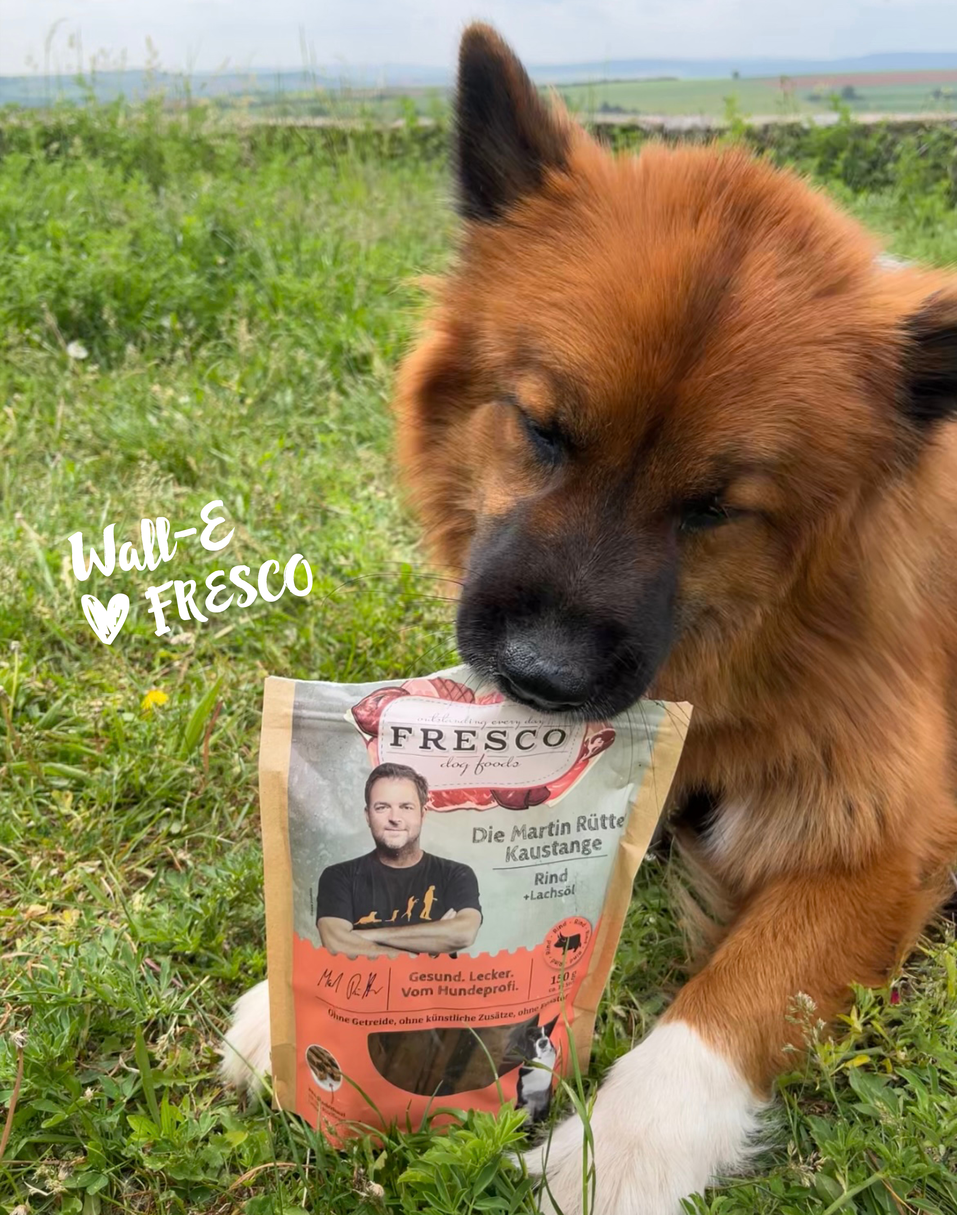 Hund mit FRESCO Kaustange