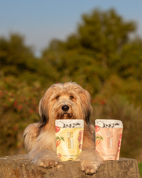 Hund mit FRESCO unico Trockenfutter