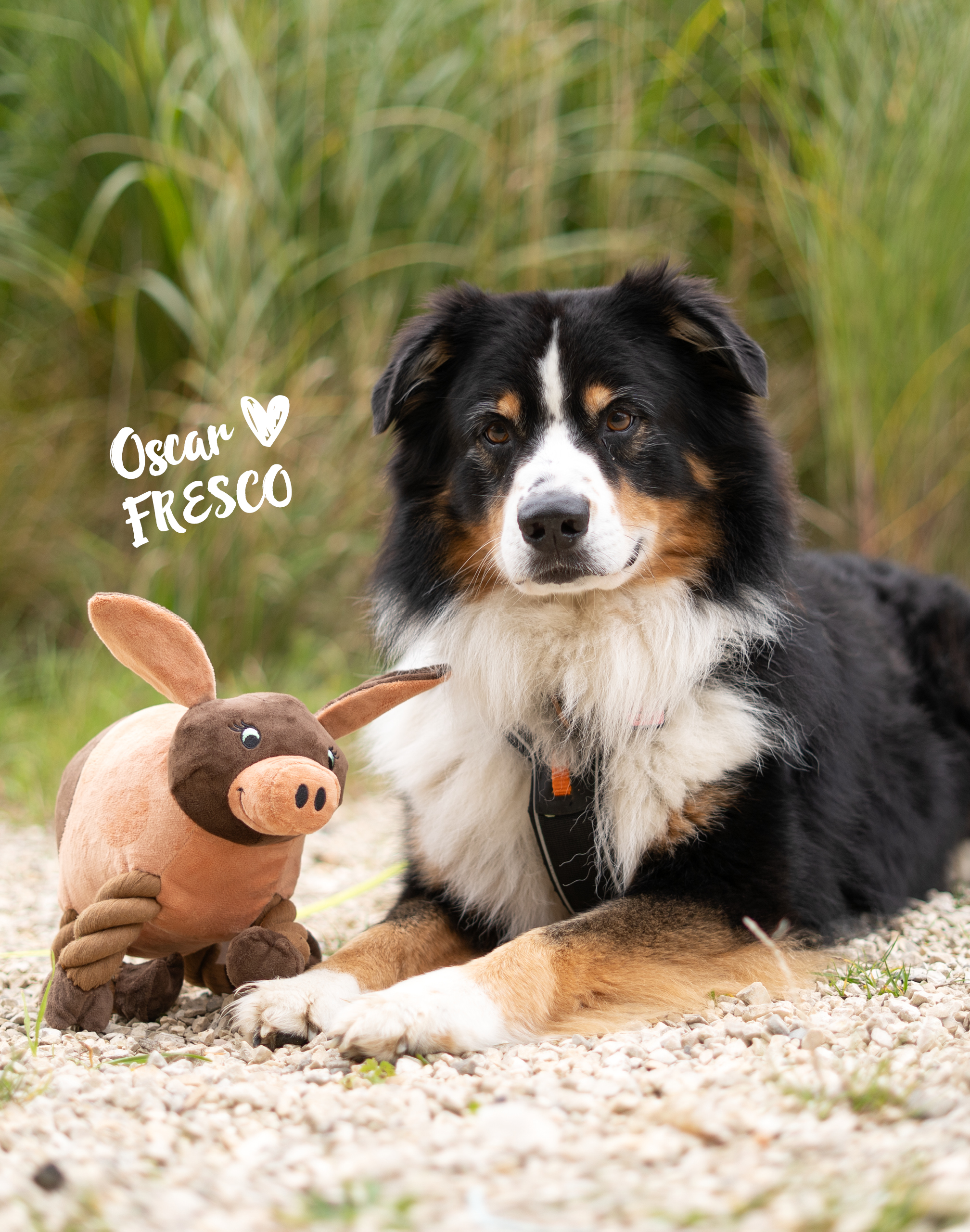 Hund mit Knotentier Winnie das Ibérico