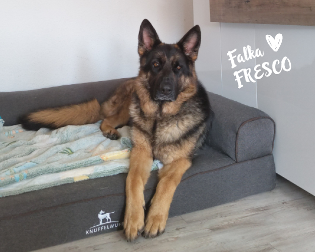 FRESCO_Bilder_Gelerie_Tierschutzhunde_2024090486_(1)
