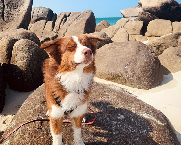 Urlaub mit Hund